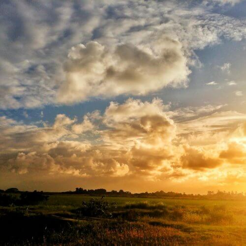 Dlaczego liście eukaliptusa są zwrócone krawędziami w kierunku słońca